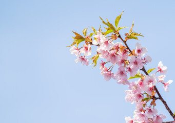 Flores.