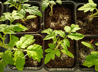 Tomatoes are seedlings. Young sprouts on the window.