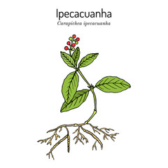 Ipecacuanha Carapichea ipecacuanha , medicinal plant
