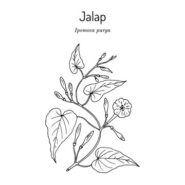Jalap ipomoea purga , medicinal plant