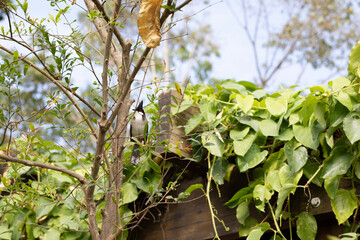 bird on tree