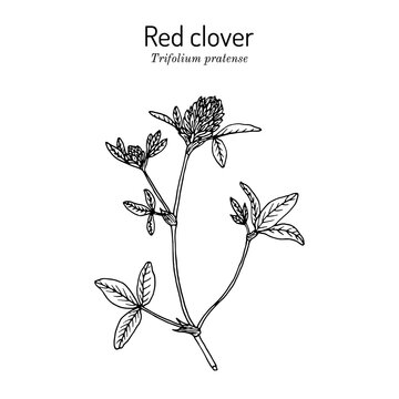Red Clover or Trifolium pratense, medicinal plant
