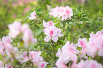 pink and white flowers