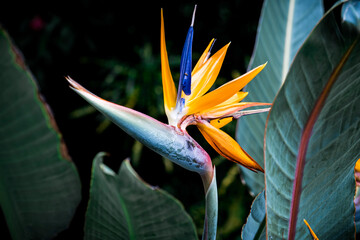 bird of paradise