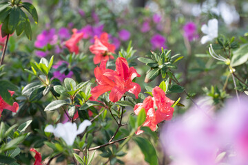 pink flowers in a garden