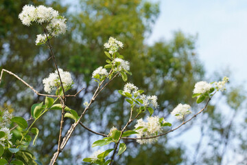 flowers on a blue background