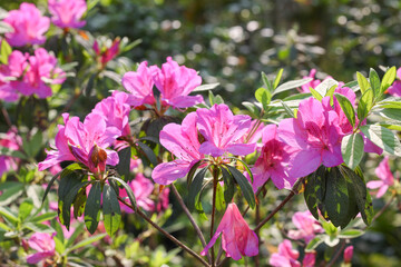 pink and white flowers