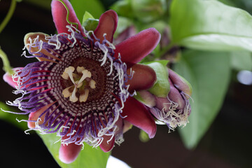 close up of a flower