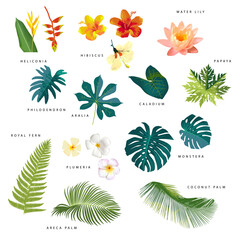 Fototapeta na wymiar Vector botanical tropical leaf collection. Artistic colorful jungle tropic leaves and flowers with names isolated on white background. Monstera, hibiscus, plumeria, heliconia, coconut palm tree