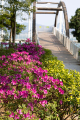 flowers in the park