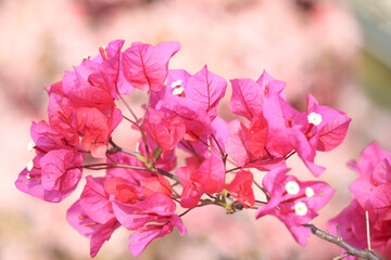 pink flowers