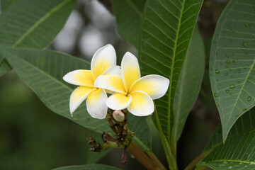 frangipani plumeria flower