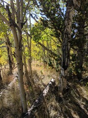 Autumn in the forest