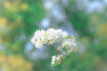 flowers on a green background