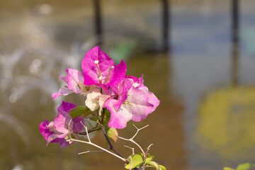 flowers on the river