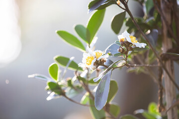tree blossom