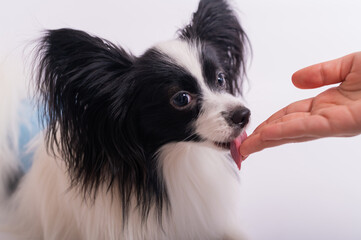 Cute eared dog papillon spaniel continental licks a female hand on a white background.