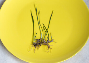 Macro of grain germs oats on a yellow plate