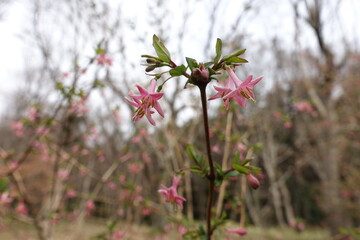Red lonicera gracilipes flowers in full bloom.