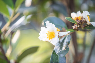 bouquet of white flowers