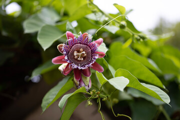 purple and yellow flower