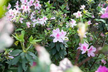 pink flowers in garden