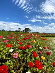 Solo Sagrado de Guarapiranga - Fotos Minhas