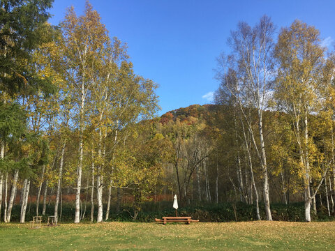 A Single Wooden Picnic Table And Unfolded Umbrella In A Field Surrounded By Birch, Late Summer