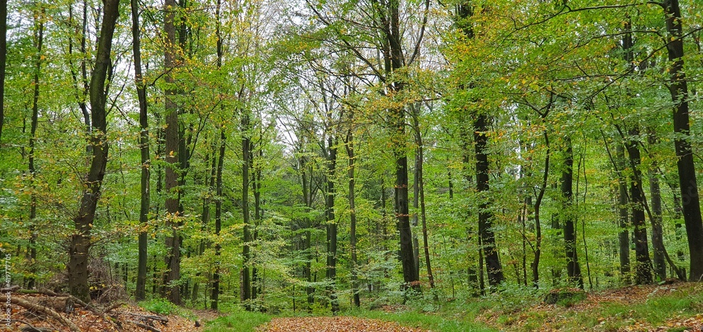 Wall mural forest