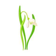 Snowdrop or Galanthus with White Drooping Bell Shaped Flower and Linear Leaves Vector Illustration