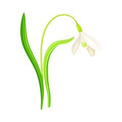 Snowdrop or Galanthus with White Drooping Bell Shaped Flower and Linear Leaves Vector Illustration