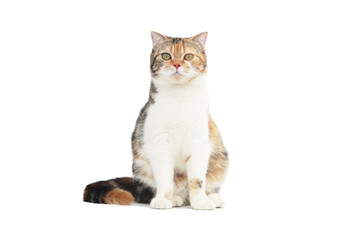 Scottish fold cat sitting on white background. Calico cat looking at camera.Parti-colour cat isolate on white background.