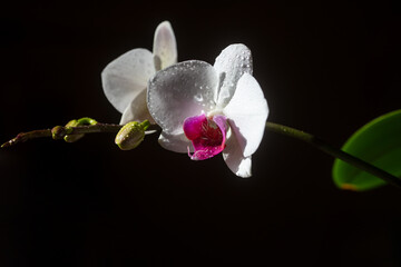 Fototapeta na wymiar Orchid phalaenopsis flower. Decorative plant isolated on black background. Floral concept.