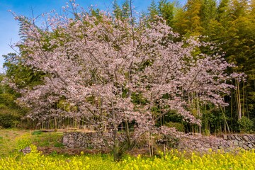 Fototapeta premium 魚見桜