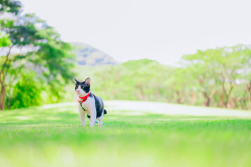 A cat on a leash walking in a park, Cat sitting on the grass