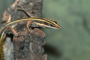 Closeup of the Neon Blue tailed tree lizard, Holaspis guentheri in a terrarium 