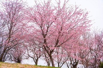 Fototapeta na wymiar 寒桜