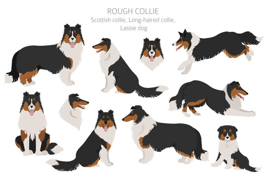 Lassie dog Stock Photos, Royalty Free Lassie dog Images