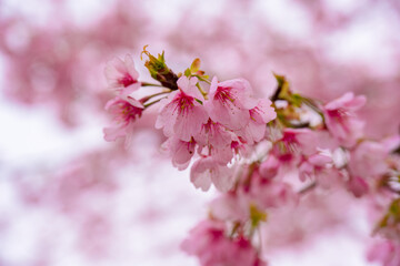 Obraz premium 寒桜