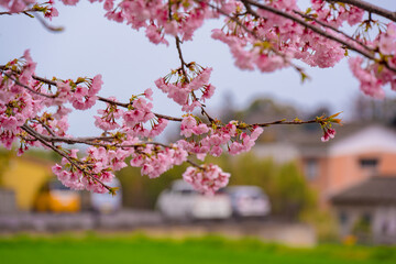 寒桜
