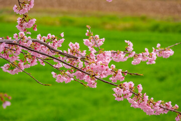 寒桜