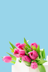 Bunch of pink tulips in white flower box on blue background. copy space, Birthday gift. Valentines 8 March Women's or Mothers Day celebration greeting card or web floral banner. Sunny spring