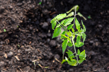 Tomato seedling in the ground