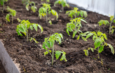 Tomato seedling in the ground