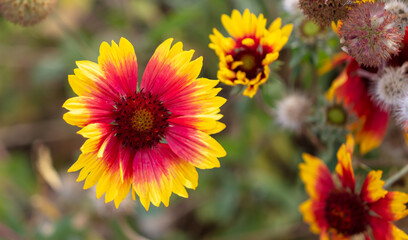 Orange flowers in nature as a background.