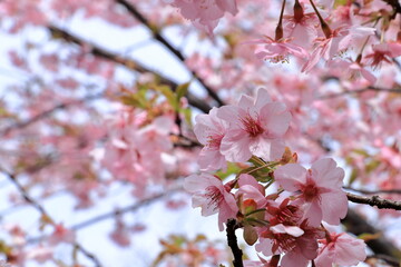 河津桜