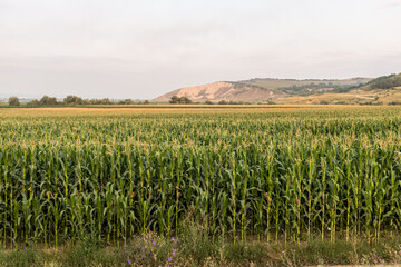 Rural Mureș County