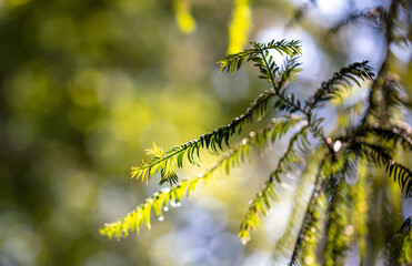 Needles on a coniferous tree in the park.