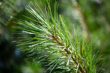 Needles on a coniferous tree in the park.