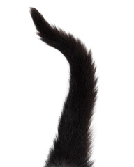 Black cat tail isolated on white - obrazy, fototapety, plakaty